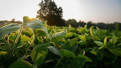 ilc-ag-500x282 ILC AG