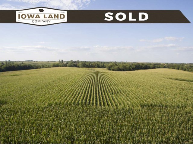 Wayne 206 Auction SOLD